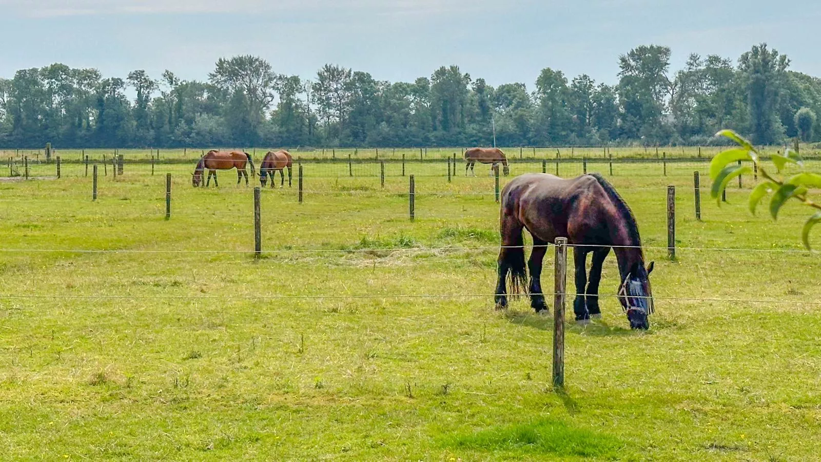 De Zwaluw-Uitzicht zomer