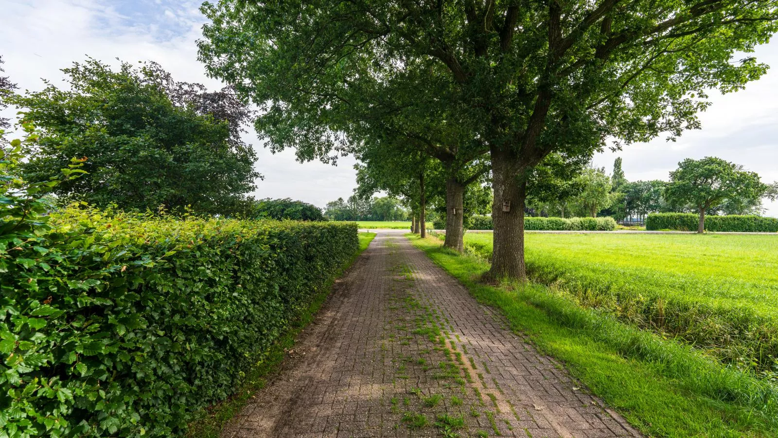 De Kolonie-Gebieden zomer 1km