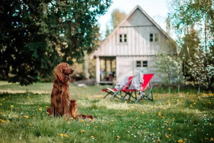 gardensummer