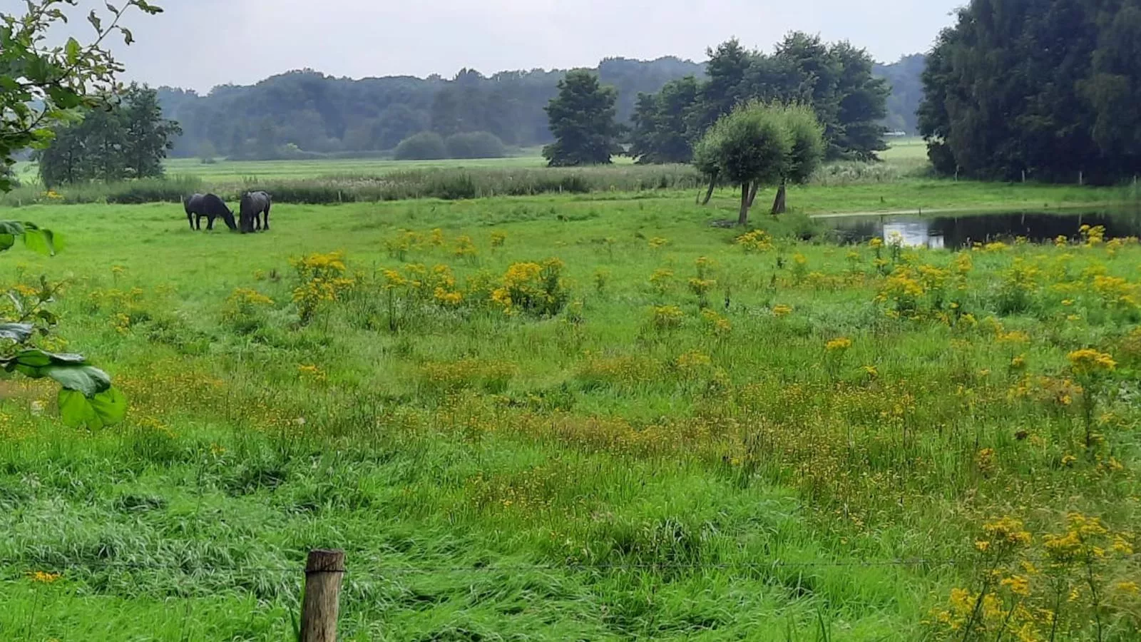 De Karkooi-Uitzicht zomer