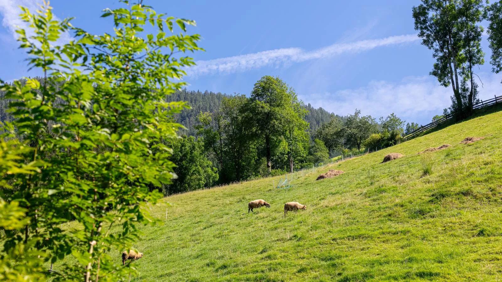 Appartements Zellner-Uitzicht zomer