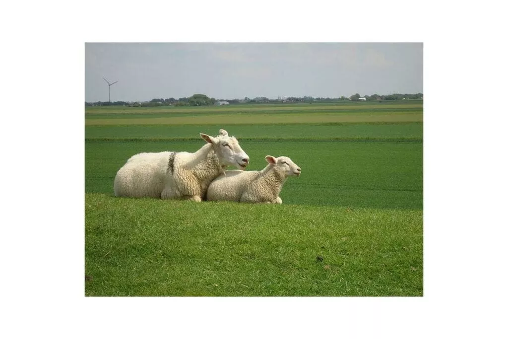 246732-Gebieden zomer 5km