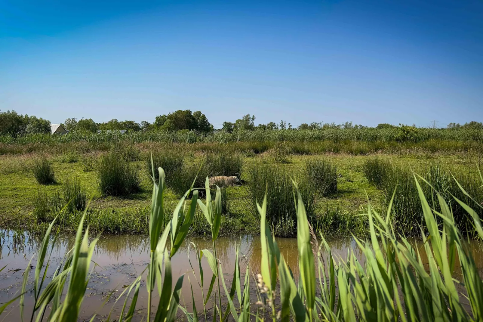 Oane's Huske en it Simmerhuske-Gebieden zomer 5km