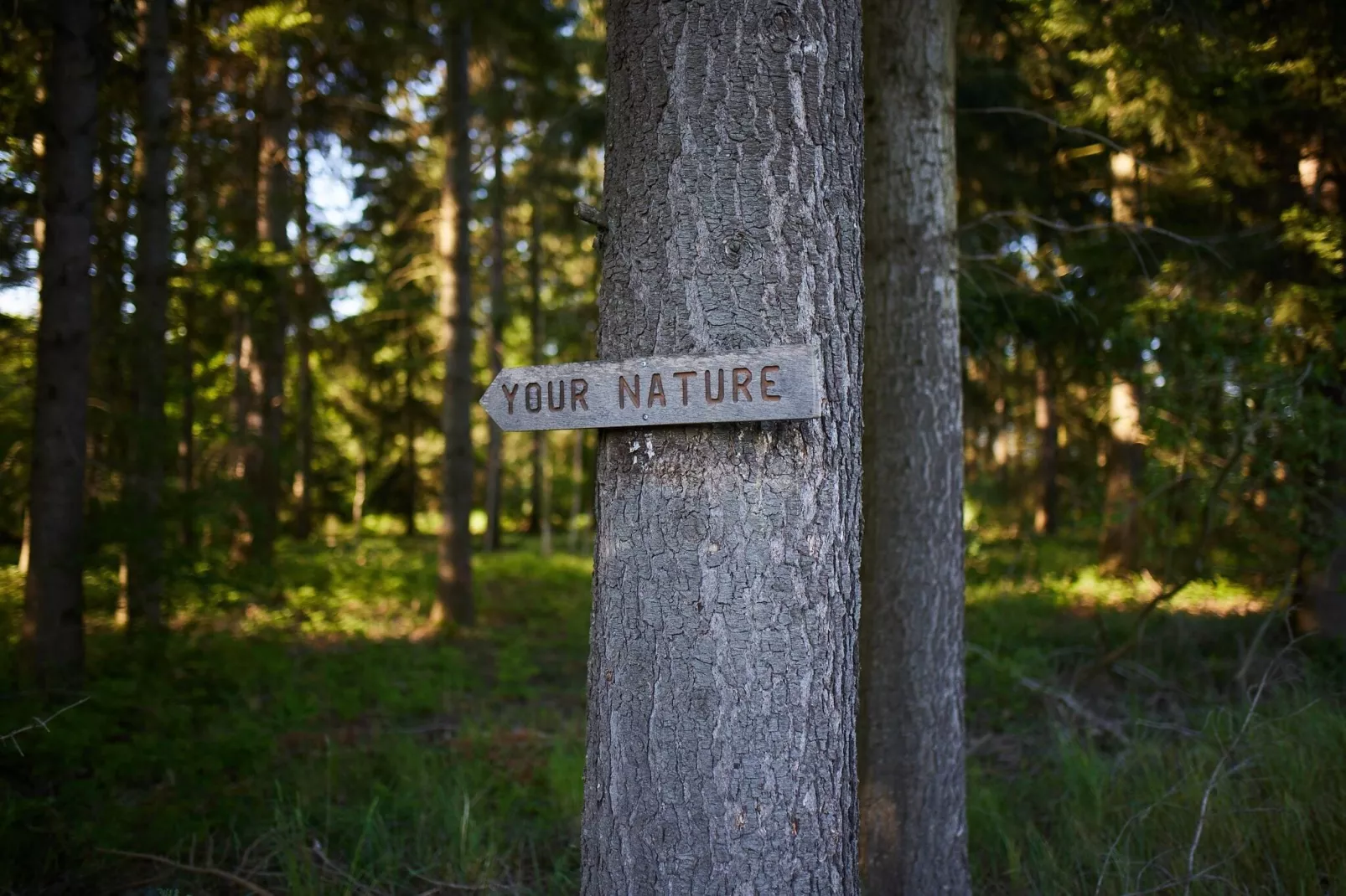 The TreeLoft by YourNature-Sfeer