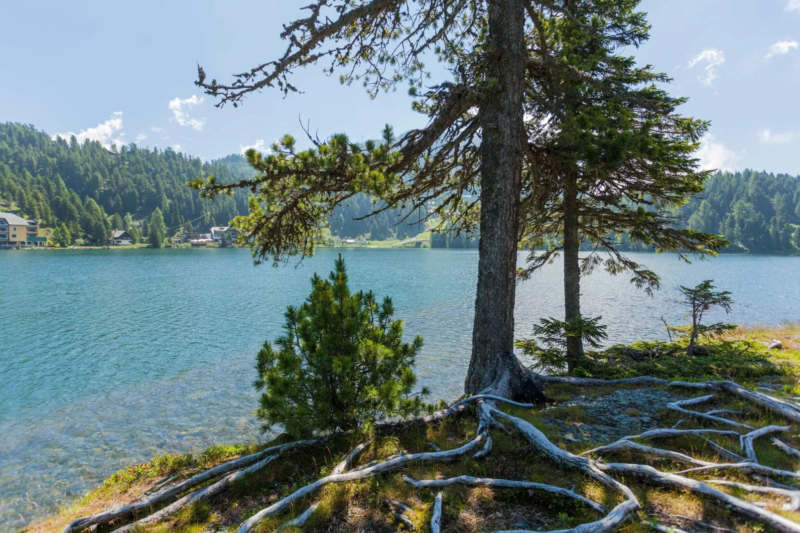 Alpenpark Turrach 5-Gebieden zomer 5km