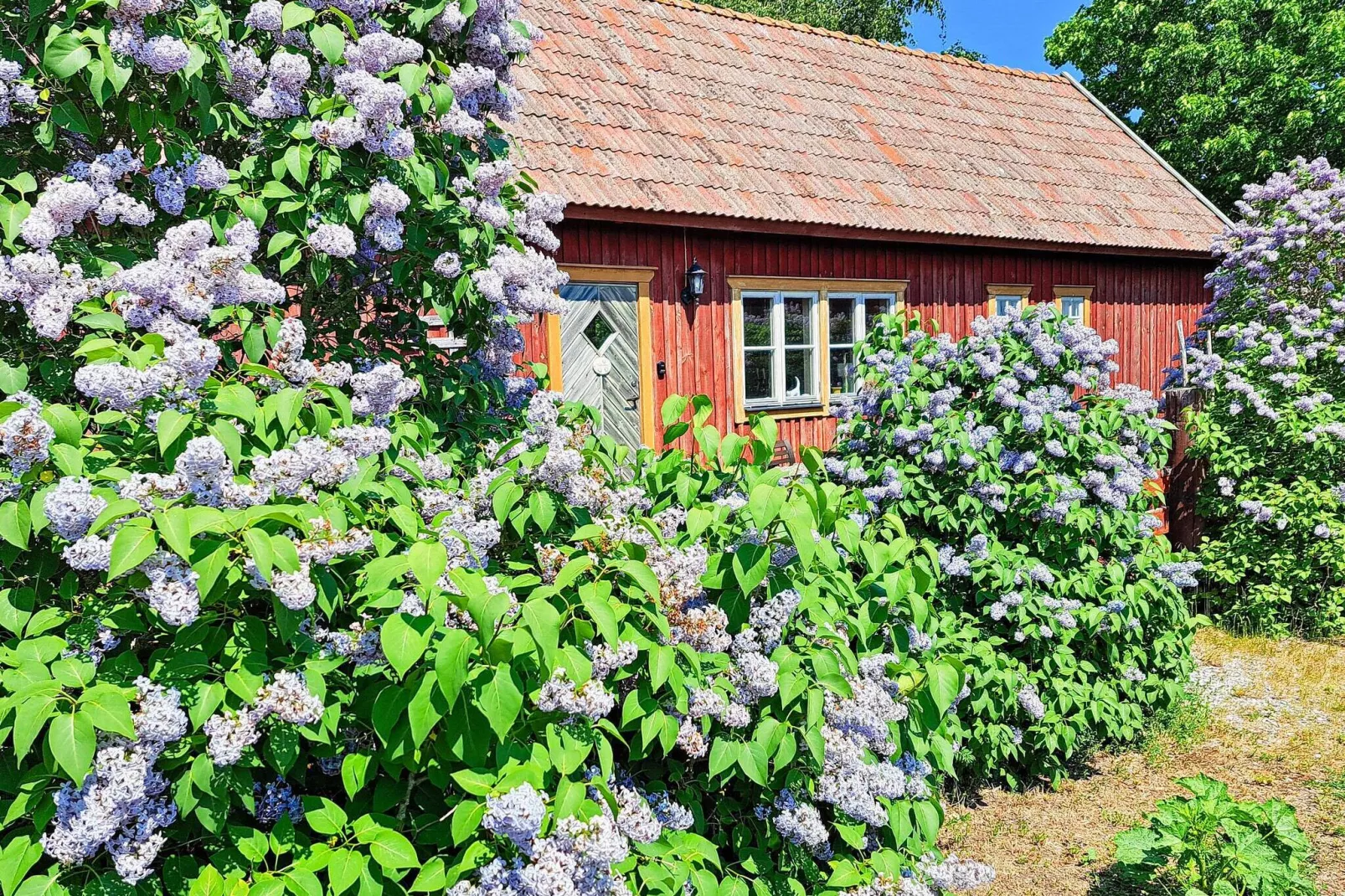 8 persoons vakantie huis in GOTLANDS.TOFTA-Buitenlucht