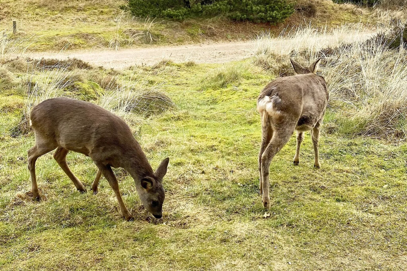 6 persoons vakantie huis in Fanø-Buitenlucht