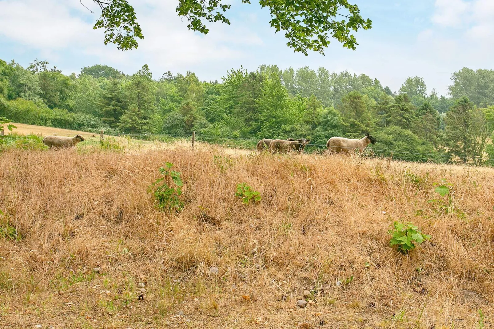 12 persoons vakantie huis in Millinge-Buitenlucht