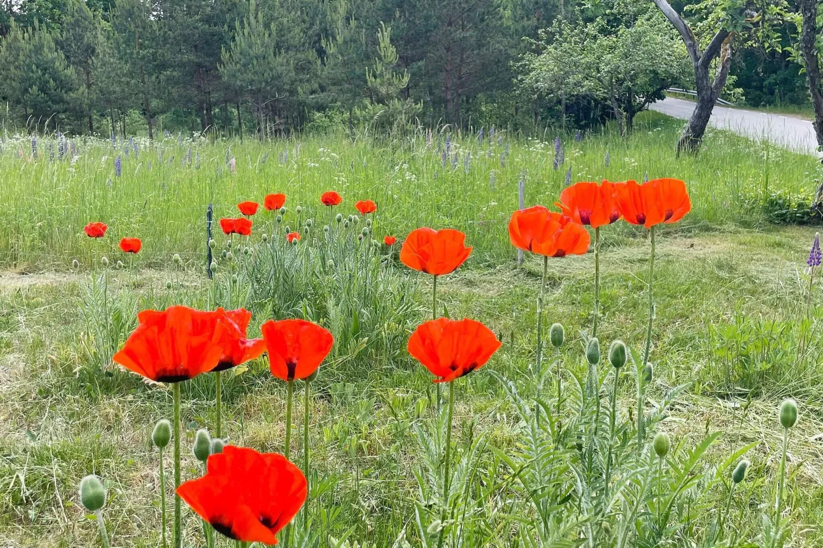 4 persoons vakantie huis in ASARUM-Buitenlucht