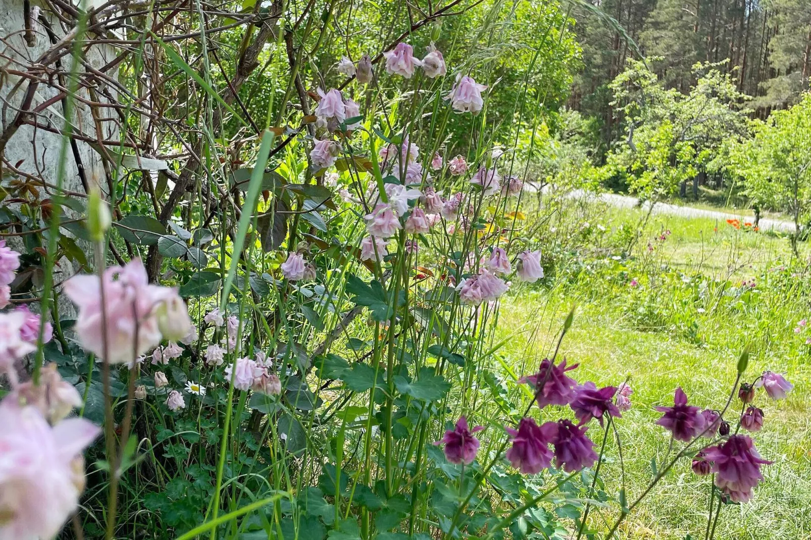 4 persoons vakantie huis in ASARUM-Buitenlucht