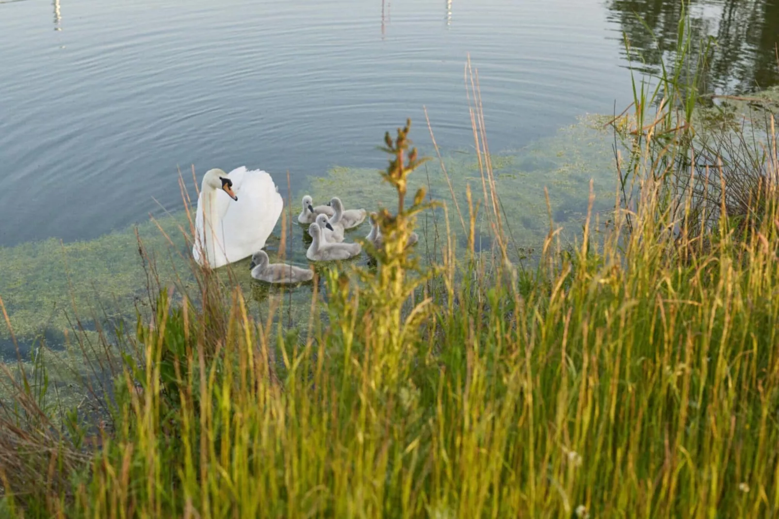 The Easy Accessible Leaf by YourNature-Buitenkant zomer