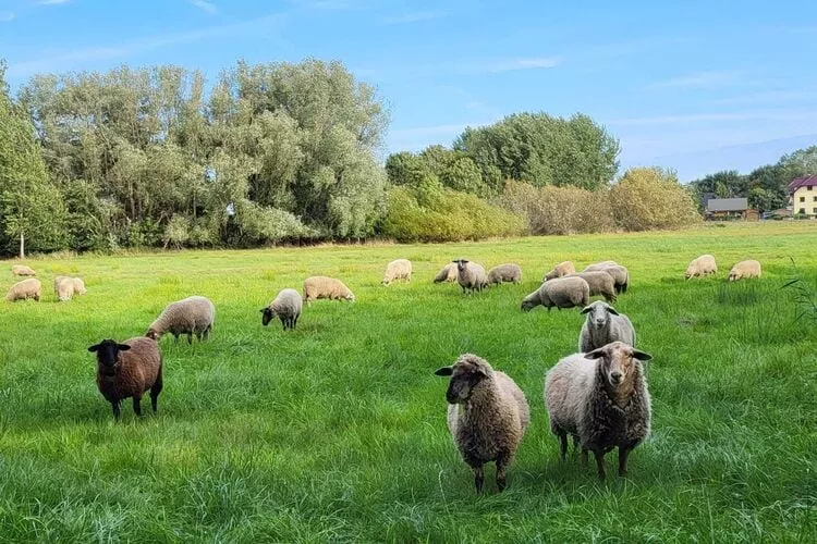 Ferienhaus Sternchen - Insel Rügen-Gebieden zomer 5km