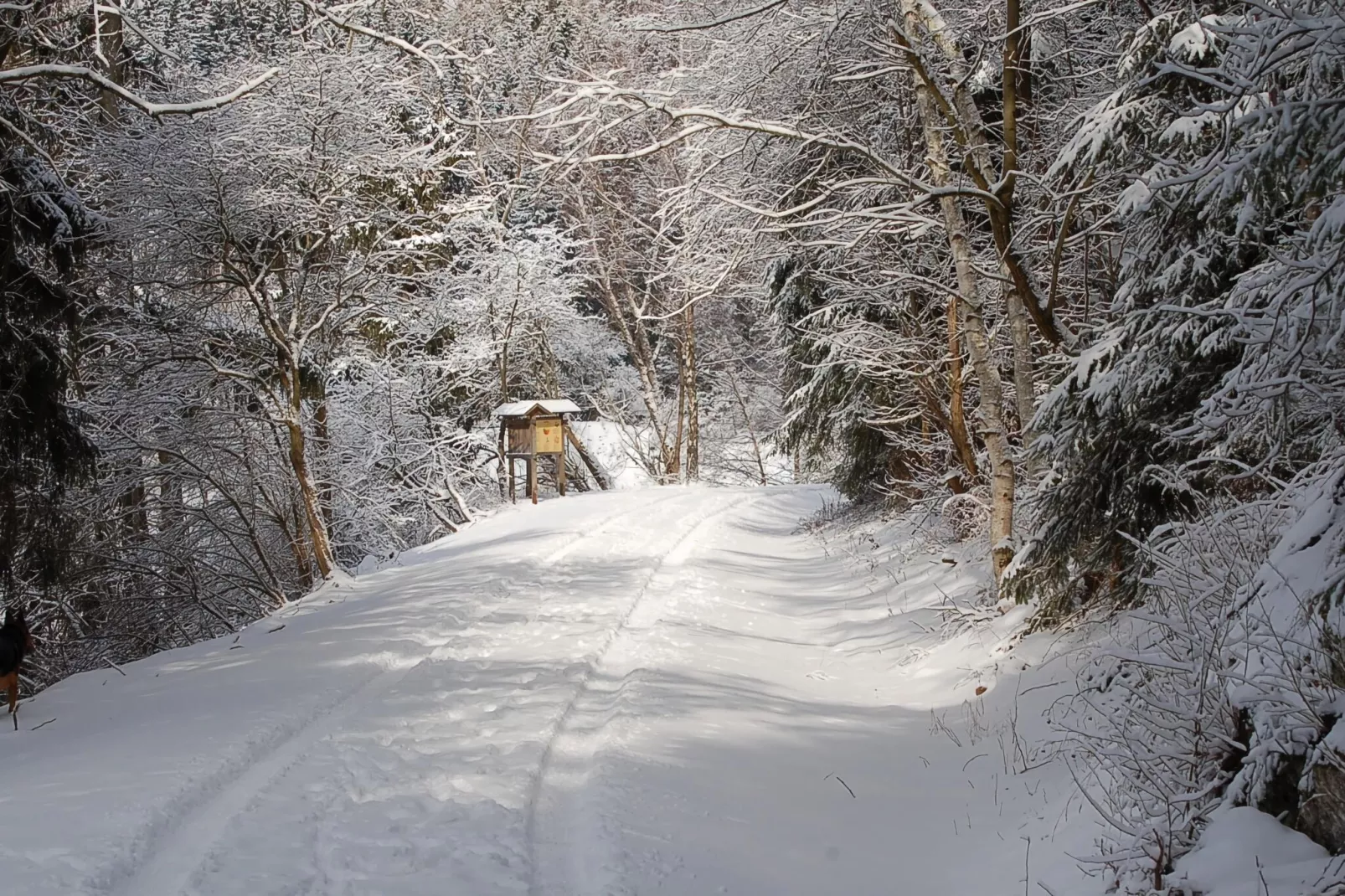 Ferienhaus in Hasselfelde - Haus 116 Auerhahn-Gebied winter 1km