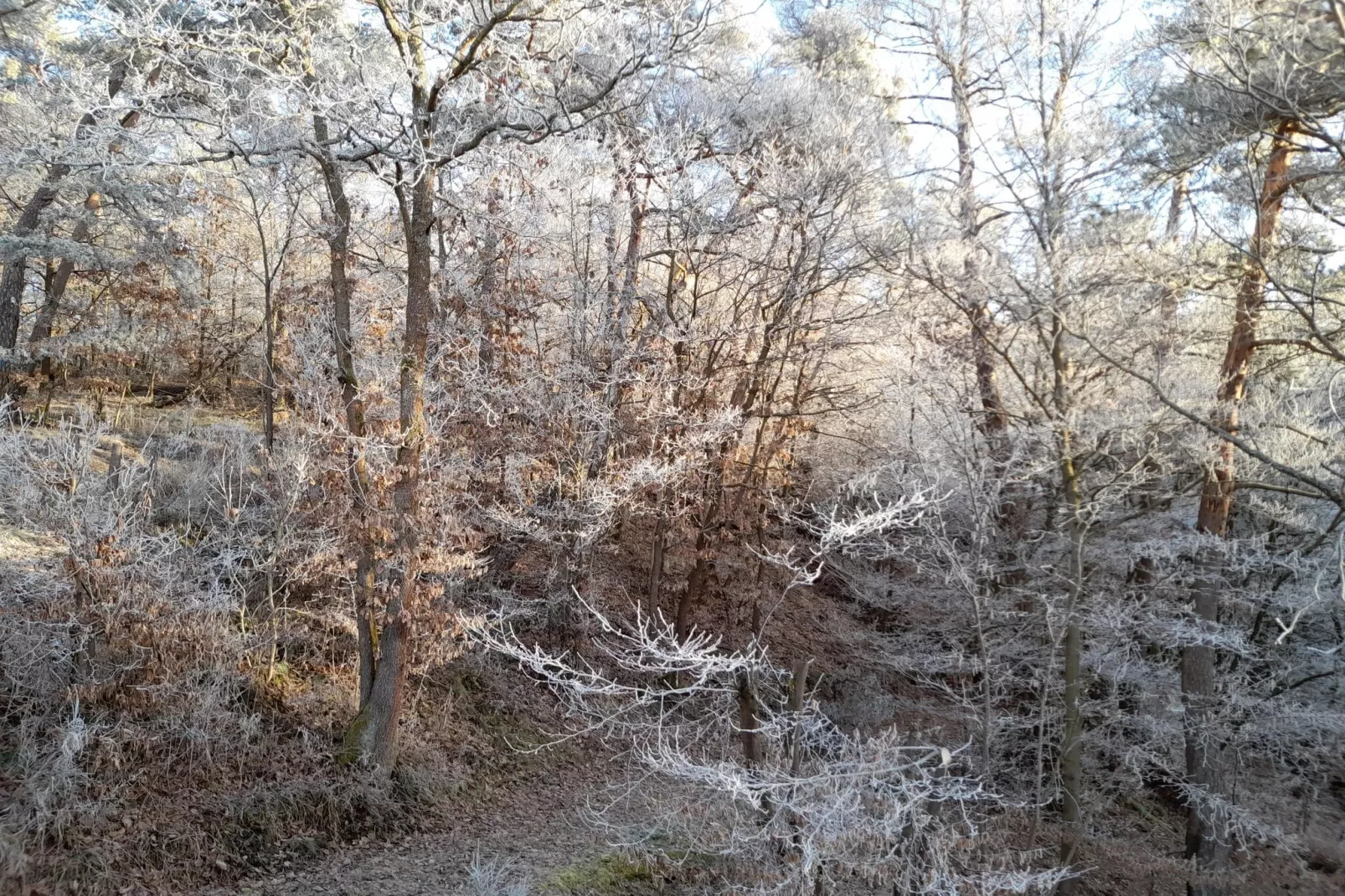 Ferienhaus Sackpfeifenblick-Uitzicht winter