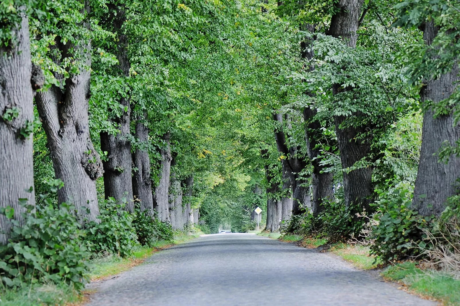 Gutshaus Zicker -Wohnung 3-Gebieden zomer 1km