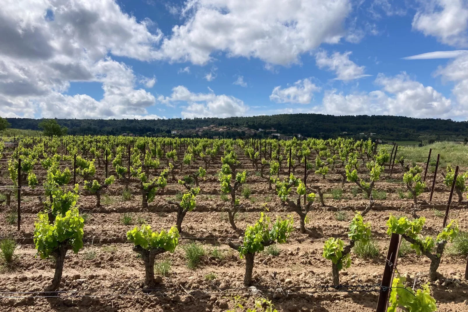 Villa Le Cabernet-Gebieden zomer 1km