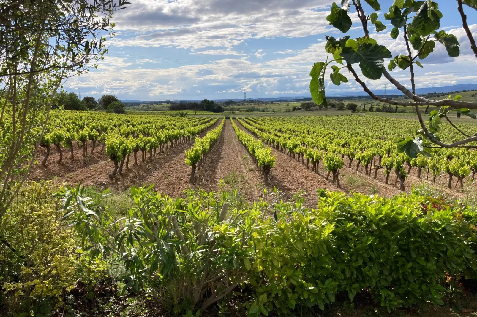 Villa Le Carignan-Gebieden zomer 1km