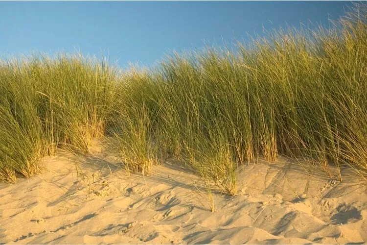 Zeeuwse Pracht-Gebieden zomer 5km