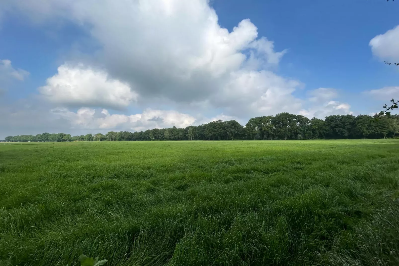 Bos suite-Gebieden zomer 1km