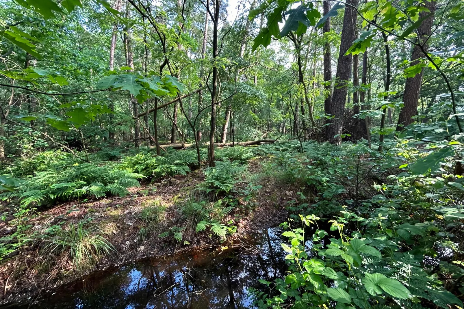 Bos suite-Gebieden zomer 1km