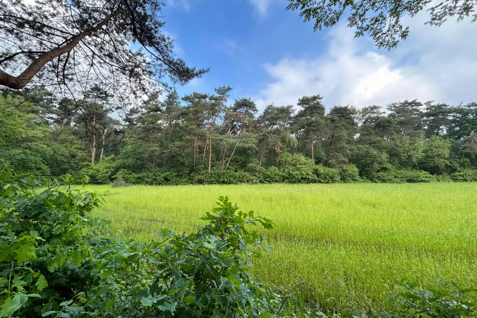 Bos suite-Gebieden zomer 5km