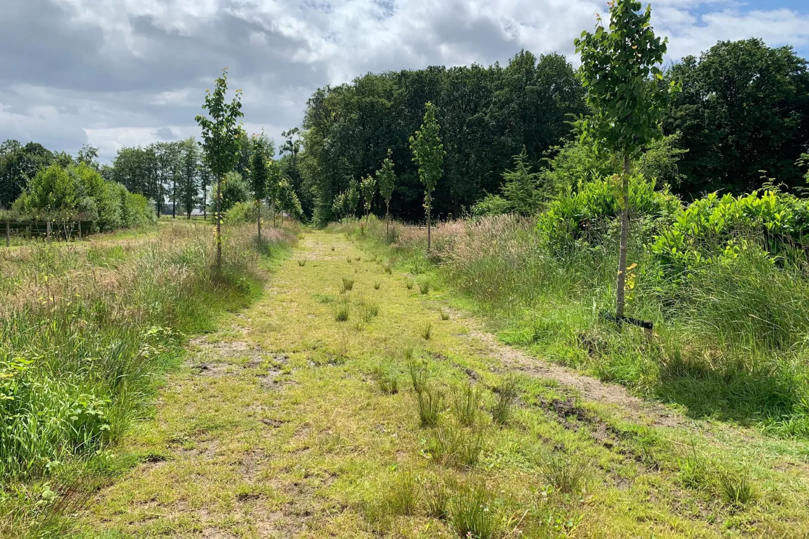 De Liemers-Gebieden zomer 1km