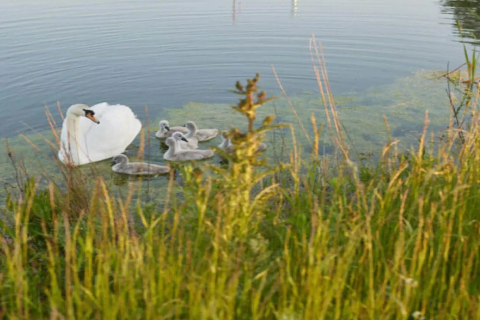 The Easy Accessible Leaf by YourNature-Buitenkant zomer