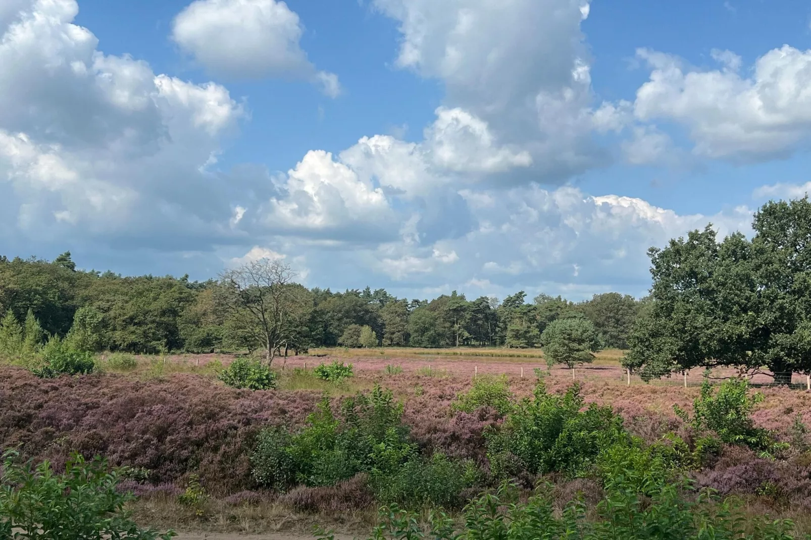 De Weide 4P-Gebieden zomer 1km