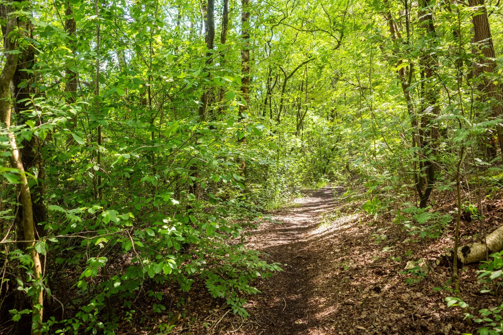 Luxe vakantiehuis Veluwe met Wellness-Gebieden zomer 1km