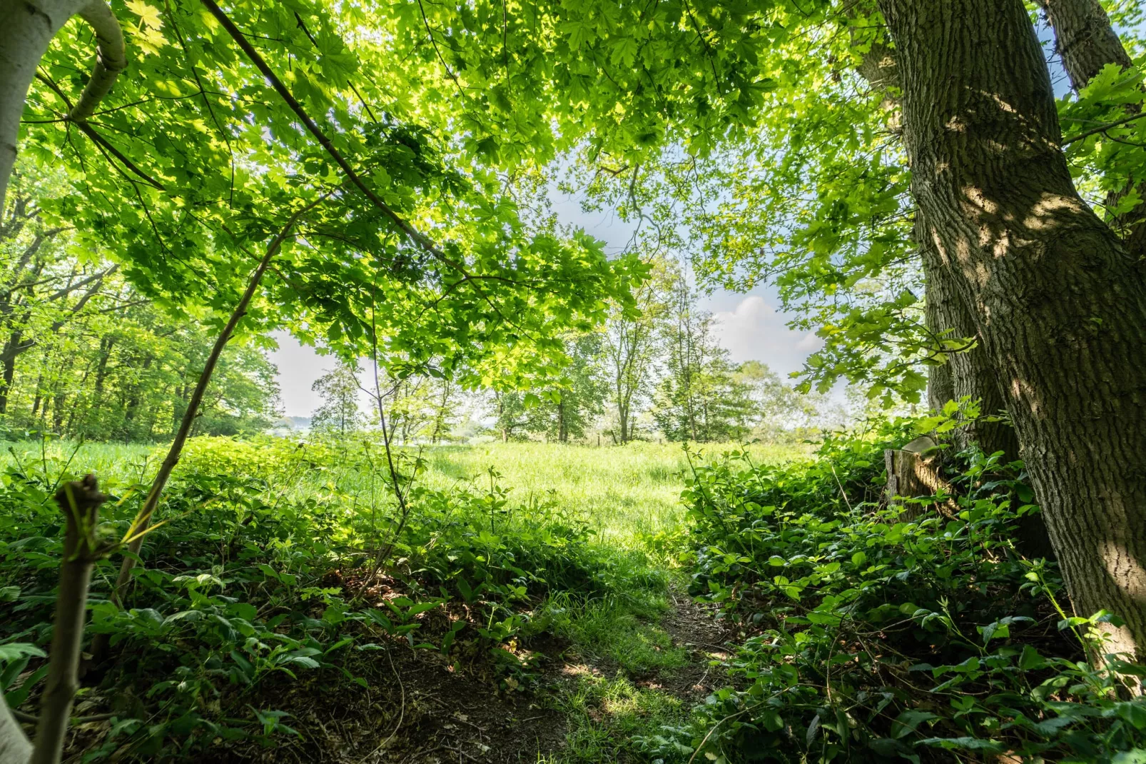 Boshuisje-Uitzicht zomer