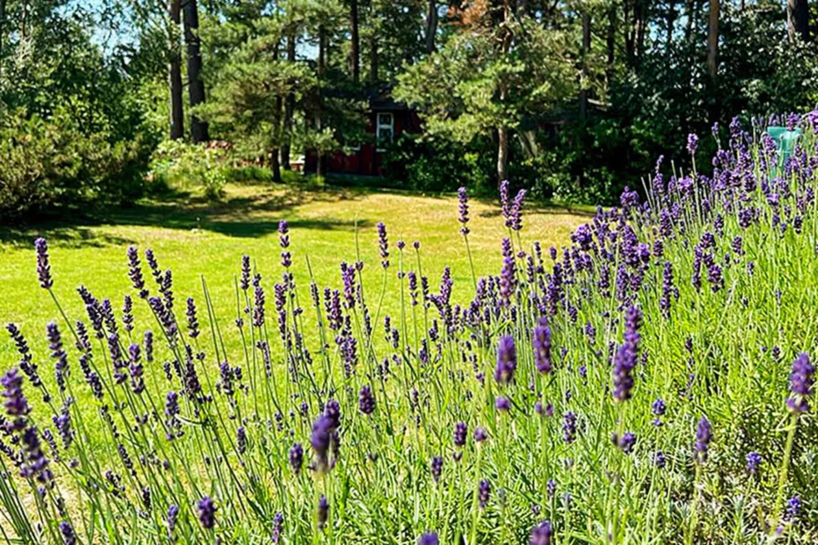 6 persoons vakantie huis in Idestrup-Buitenlucht