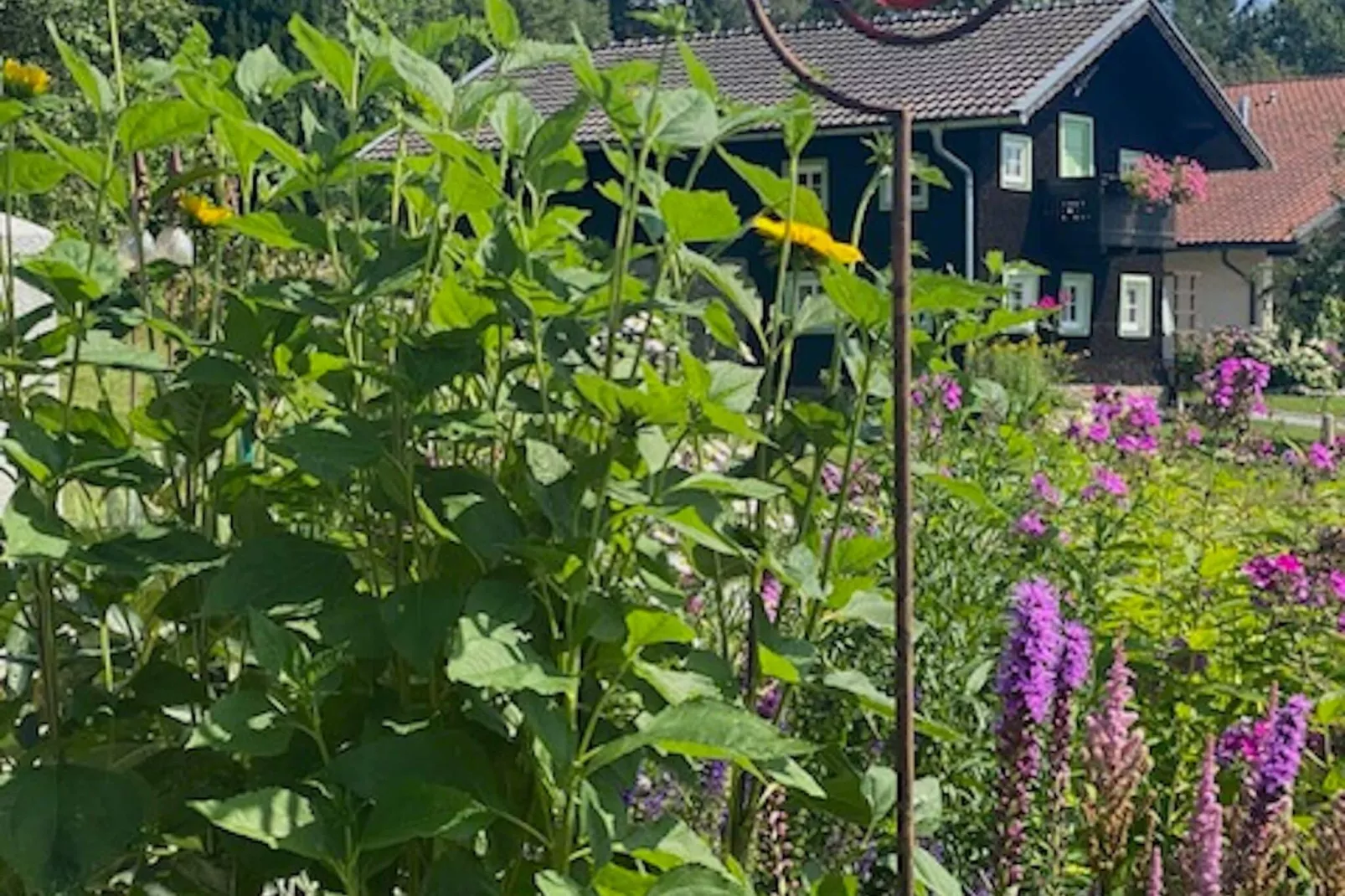 Bayerischer Wald-Buitenkant zomer