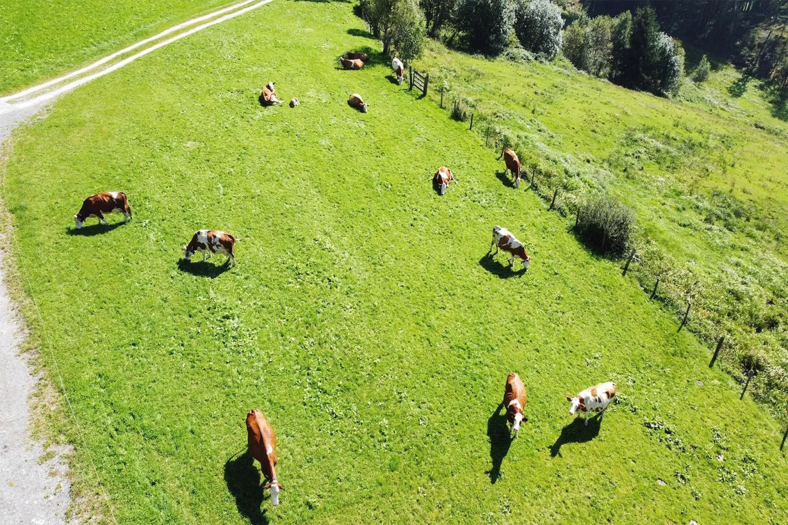 Bergliebe & Waldrand-Uitzicht zomer