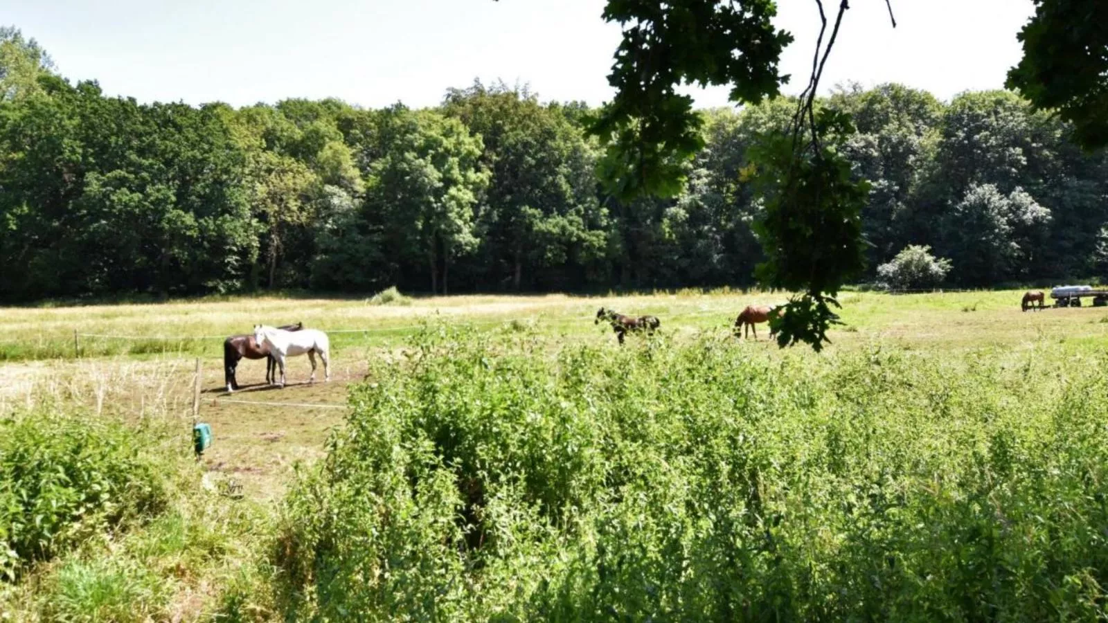 Natur Pur-Uitzicht zomer