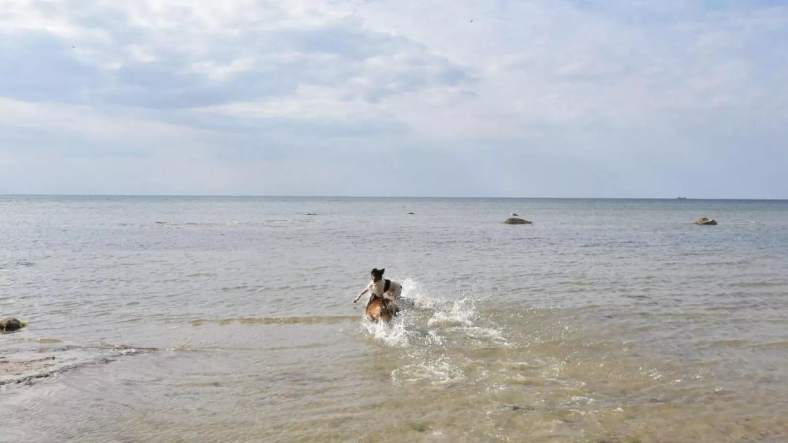 Natur Pur-Gebieden zomer 1km