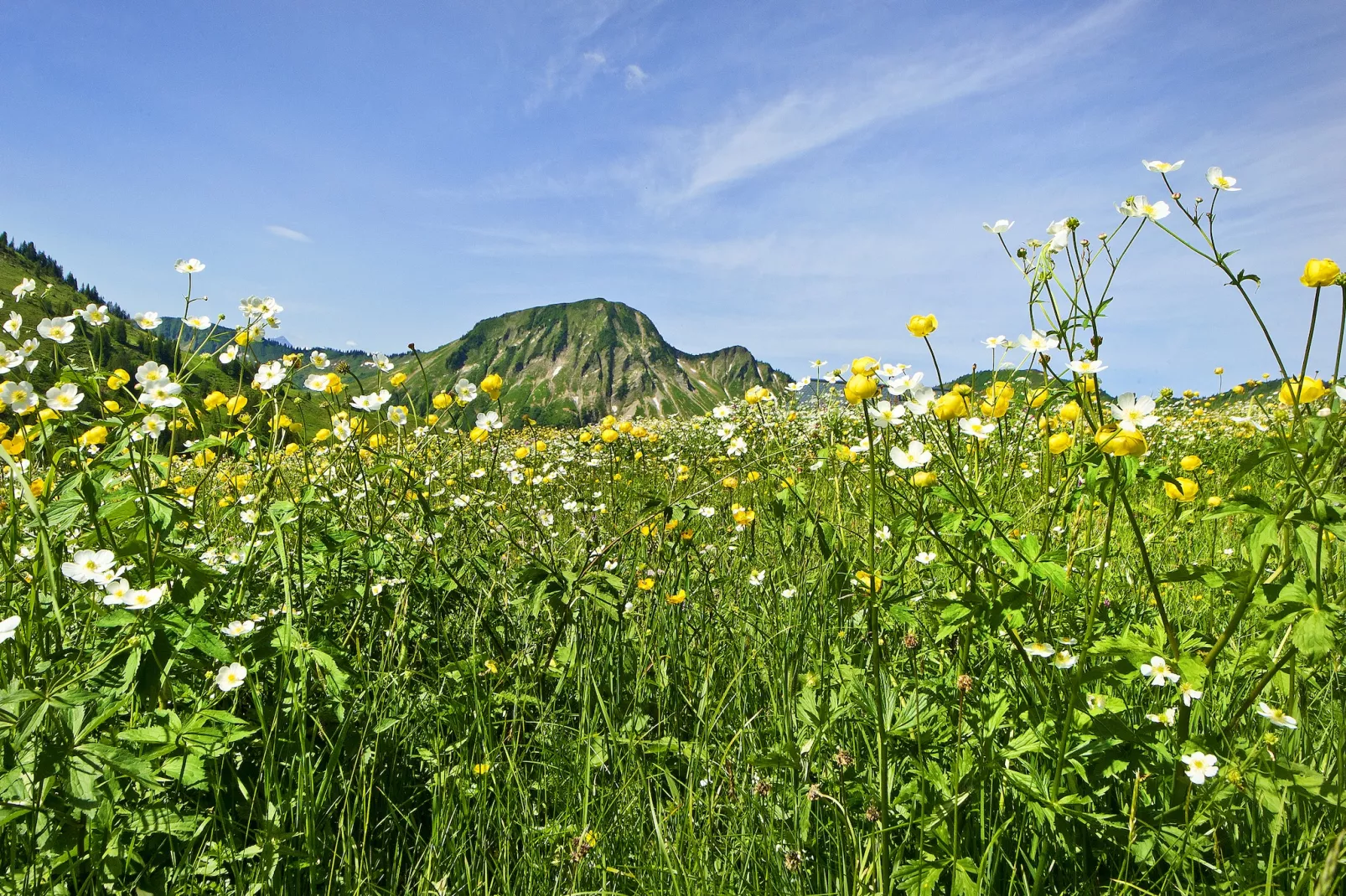 Schönblick 1-Gebieden zomer 1km