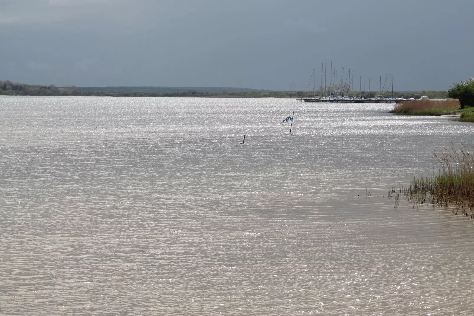 Lachmöwe 2-Gebieden zomer 5km