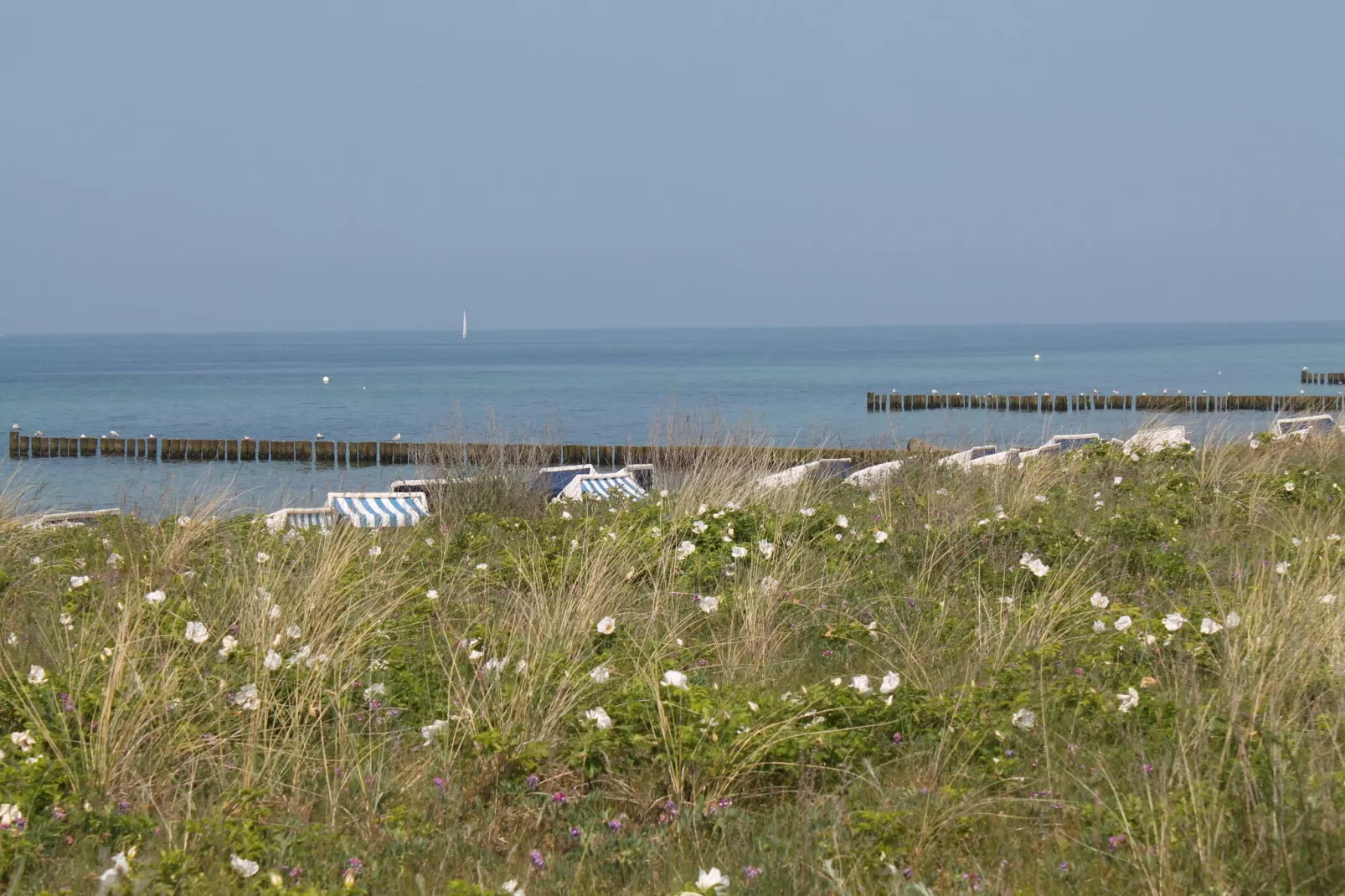 Sommerhaus Steffenshagen-Gebieden zomer 20km