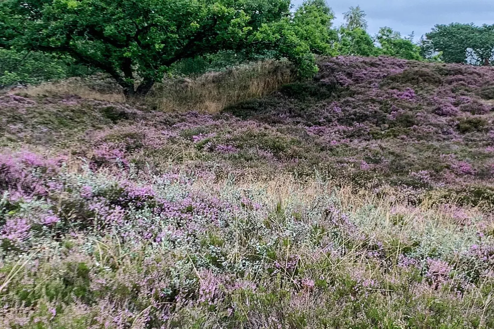 6 persoons vakantie huis in Hals-Buitenlucht