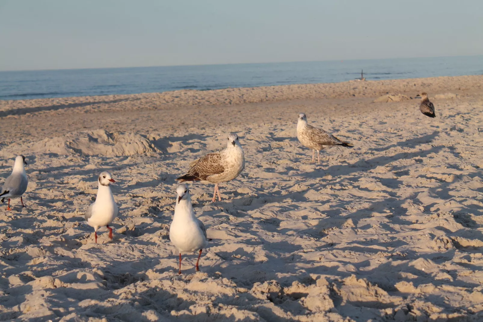 Arko 4  am feinsandigen Strand-Sfeer