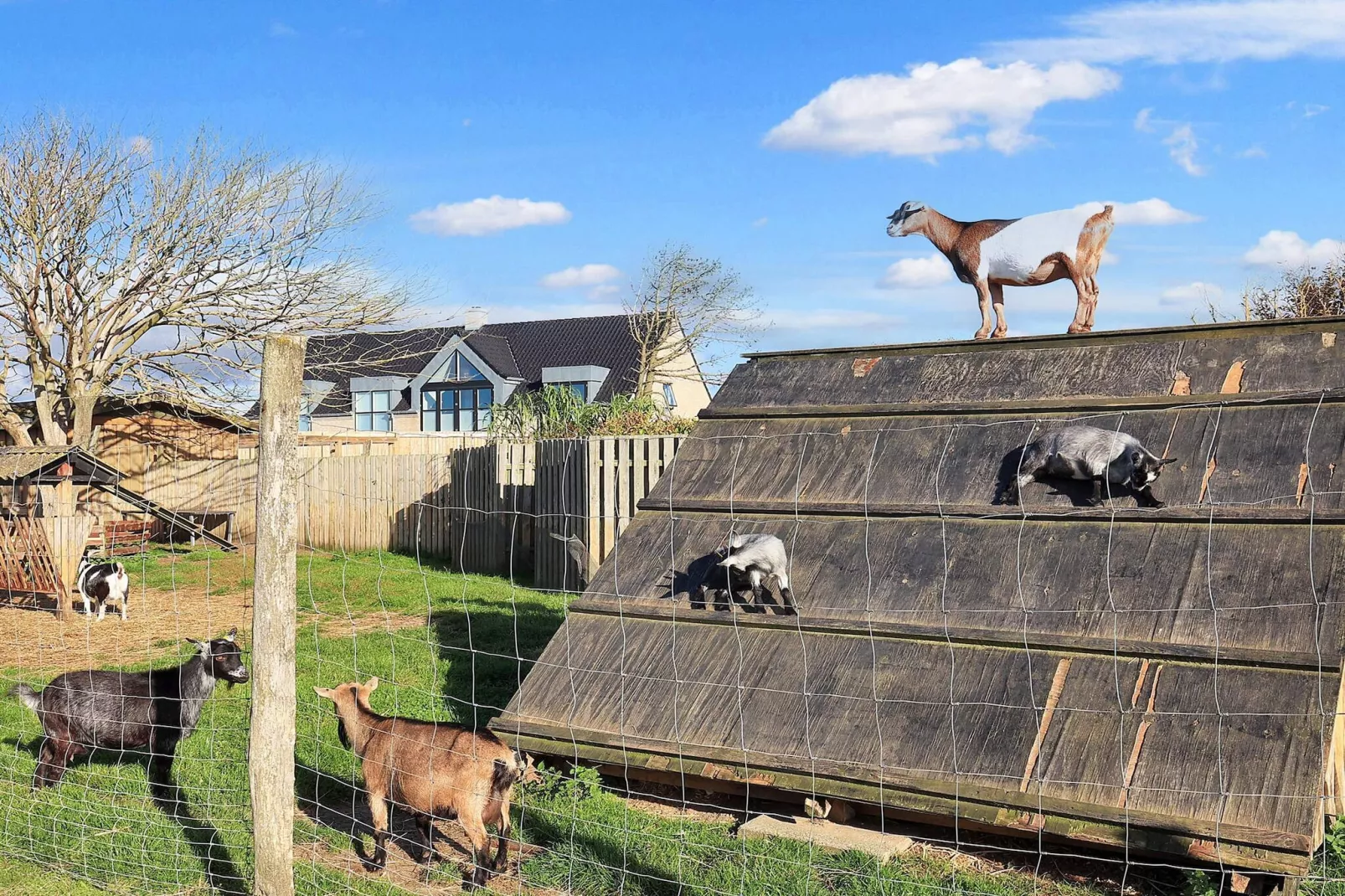 Vakantiehuis met speeltuin-Uitzicht