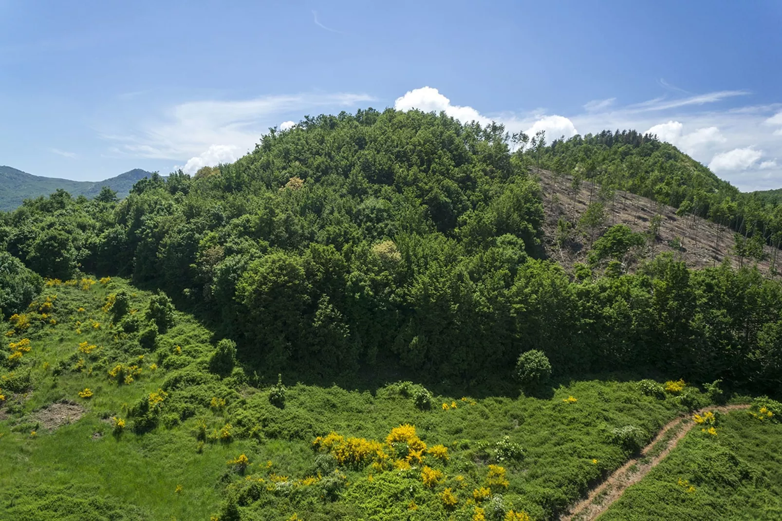 Roccone-Gebieden zomer 1km