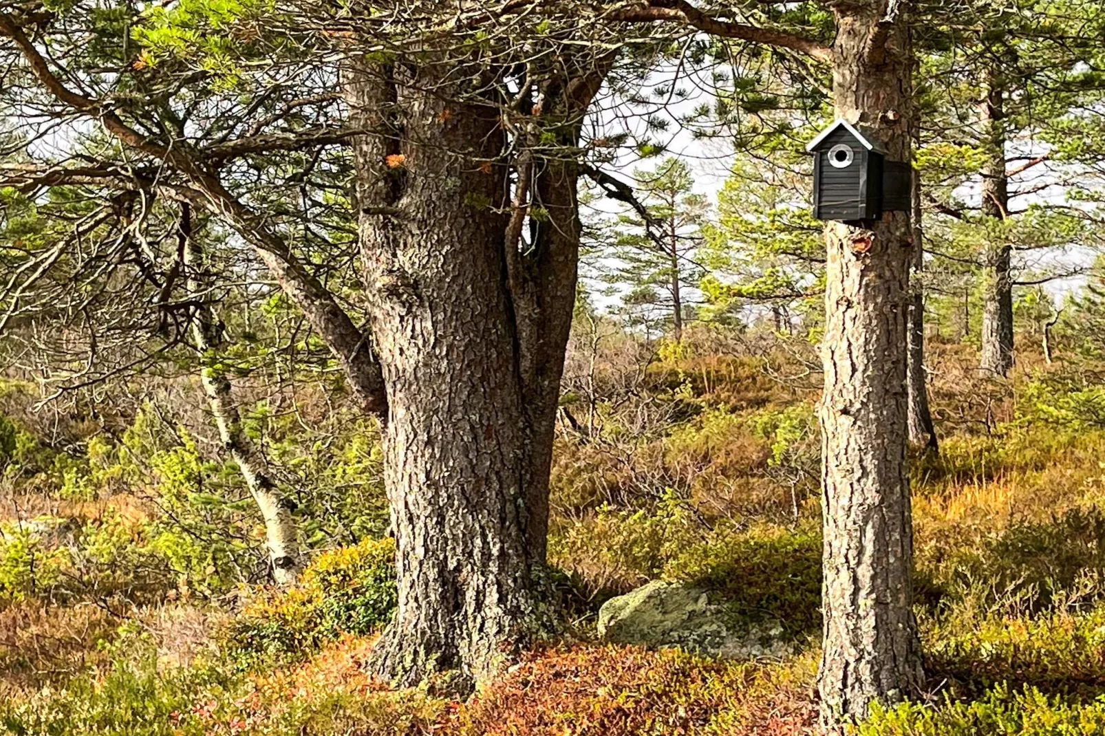 6 Personen vakantie huis in Tjørhom-Buitenlucht