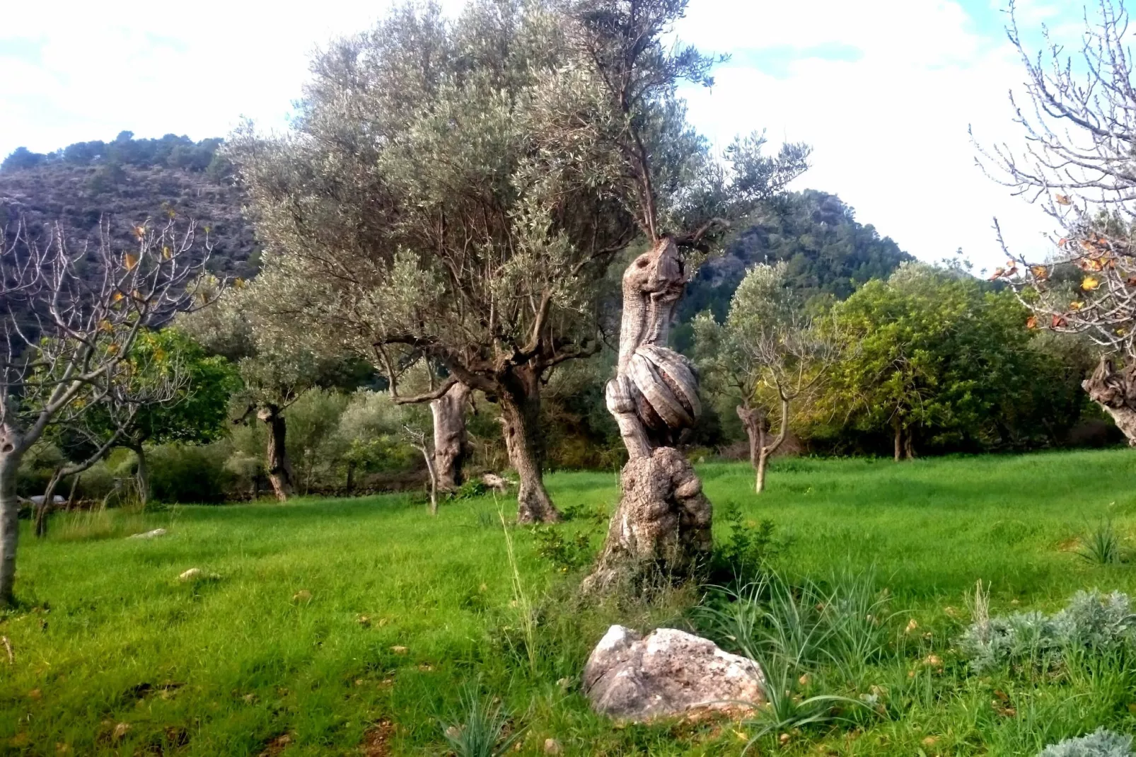 Ca Na Carme (alaronera)-Buitenkant zomer