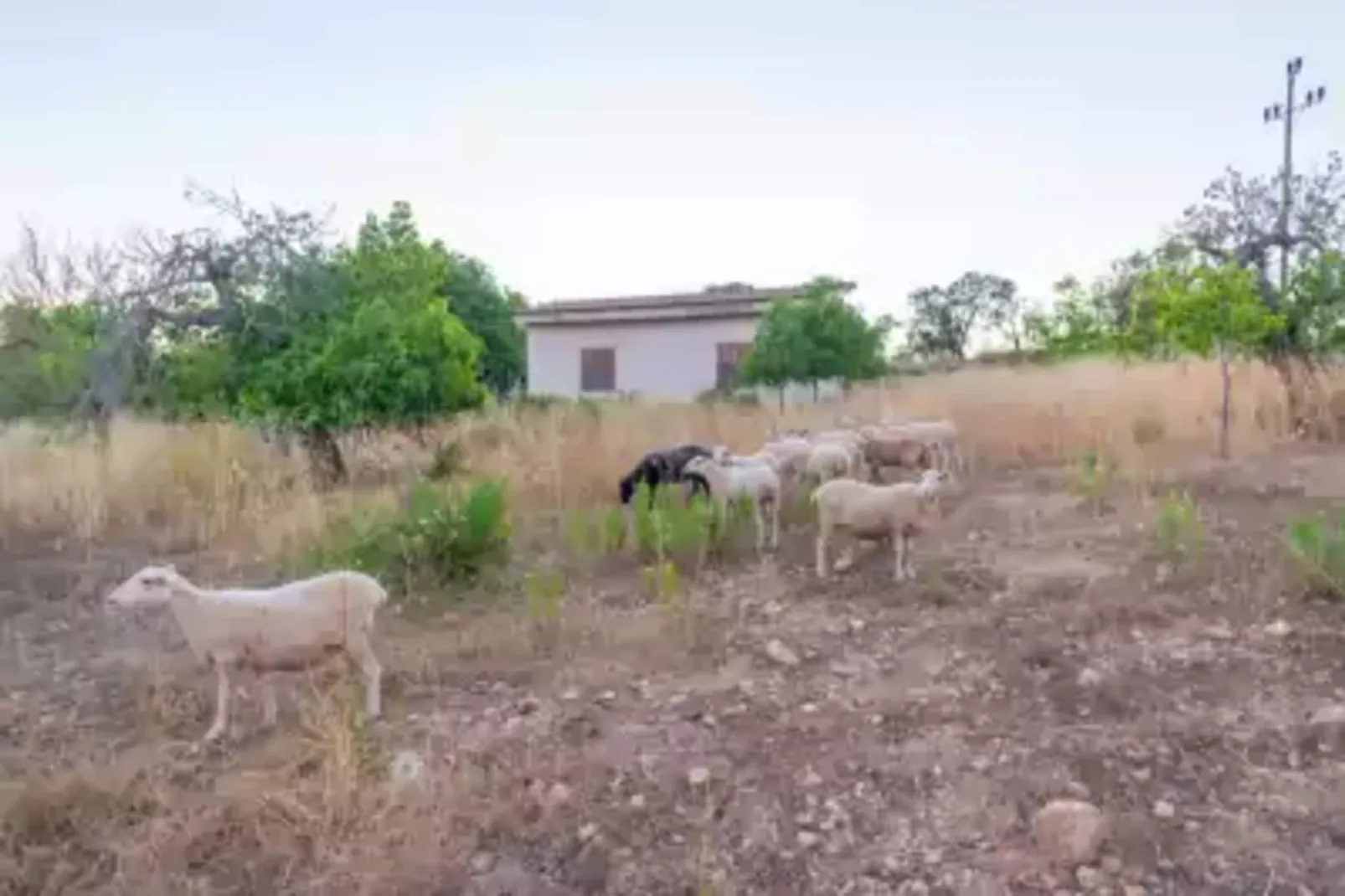 Finca Son PuÇa-Gebieden zomer 5km