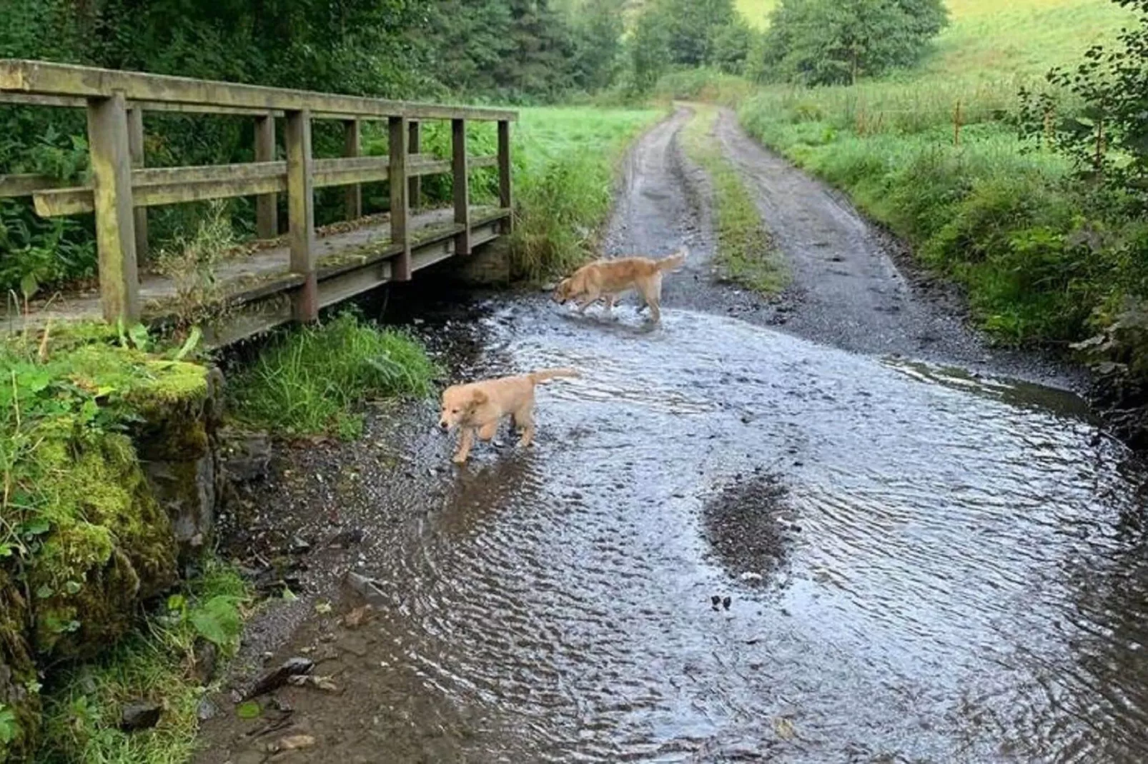 Aarbachblick-Gebieden zomer 1km