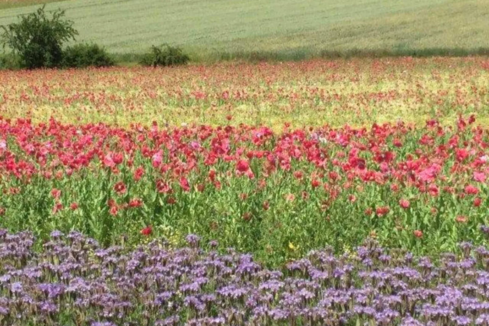 Großalmerode-Gebieden zomer 5km