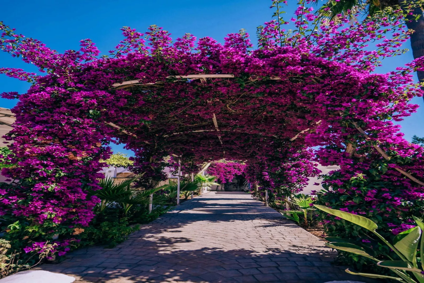 Casa Labonita-Tuinen zomer