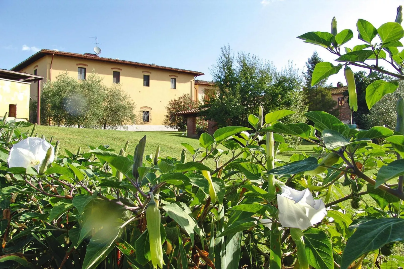 Agri-tourism Poggio al Sole Vinci Type Glicine Biancospino-Buitenkant zomer