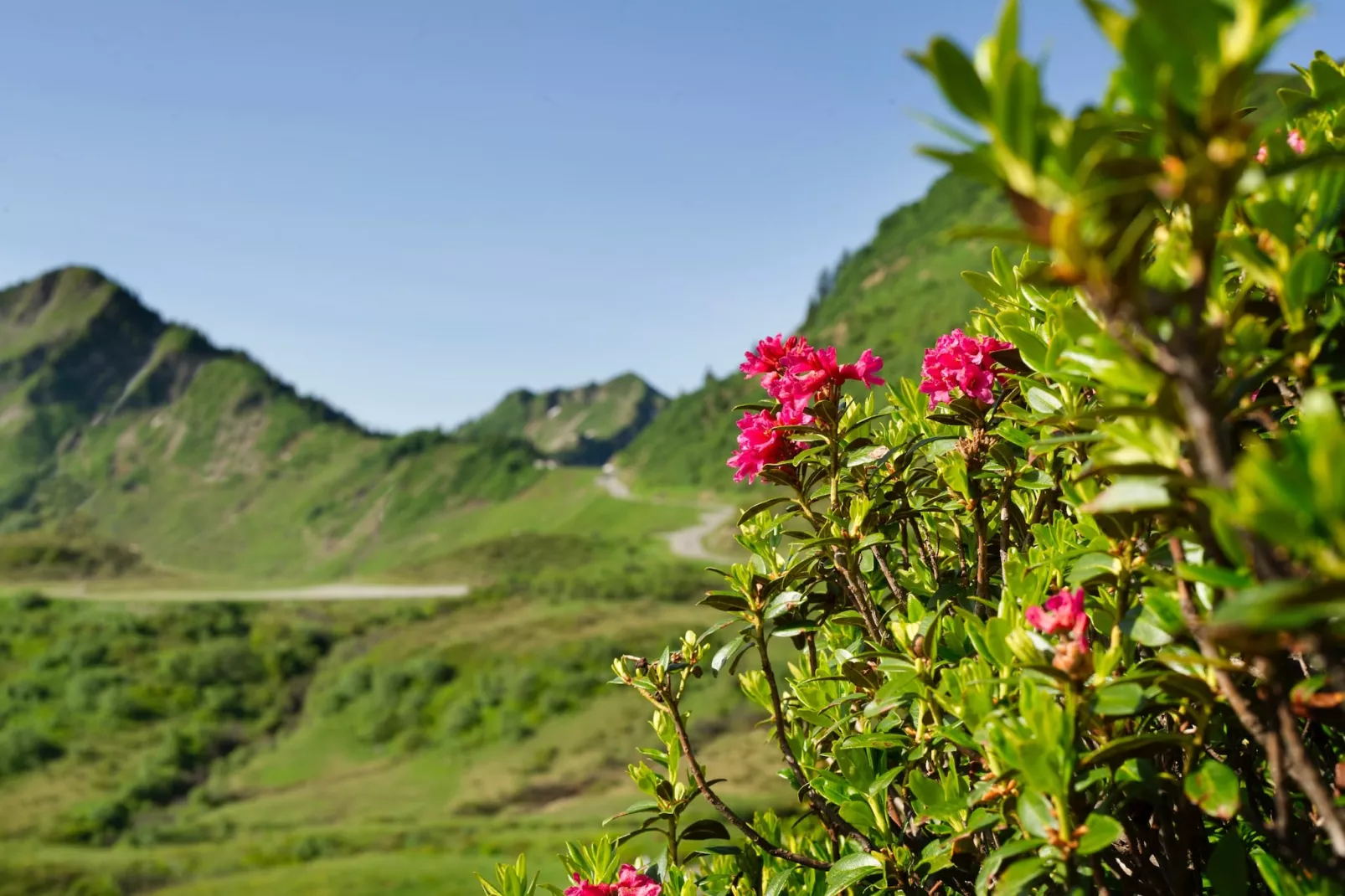 Schönblick 1-Gebieden zomer 5km